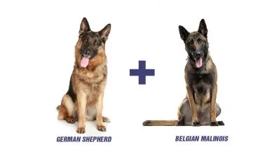 Belgian Malinois German Shepherd Mix | German Malinois | Everything You Need to Know