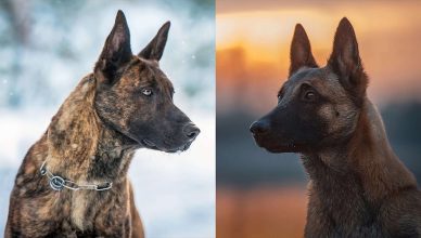 Belgian Malinois vs Dutch Shepherd: Top 10 Differences