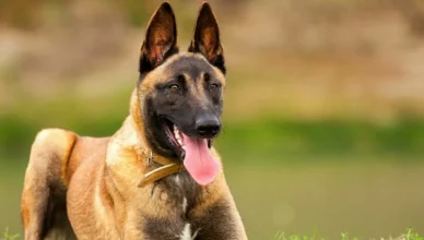 How To Groom a Belgian Malinois?