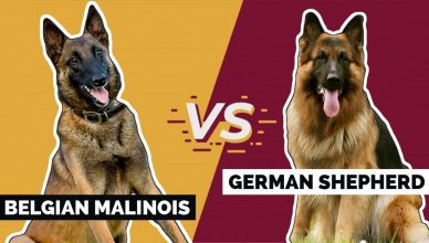 Belgian Malinois Vs German Shepherd: The Top 10 Differences