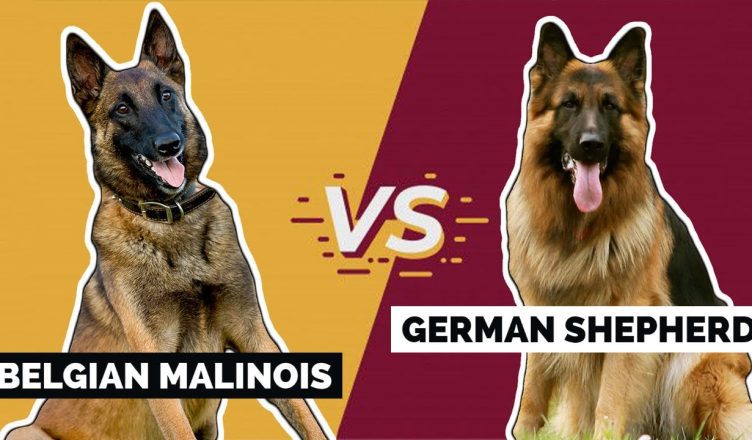 Belgian Malinois Vs German Shepherd: The Top 10 Differences