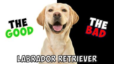 Labrador Retriever – Pros and Cons of Owning One