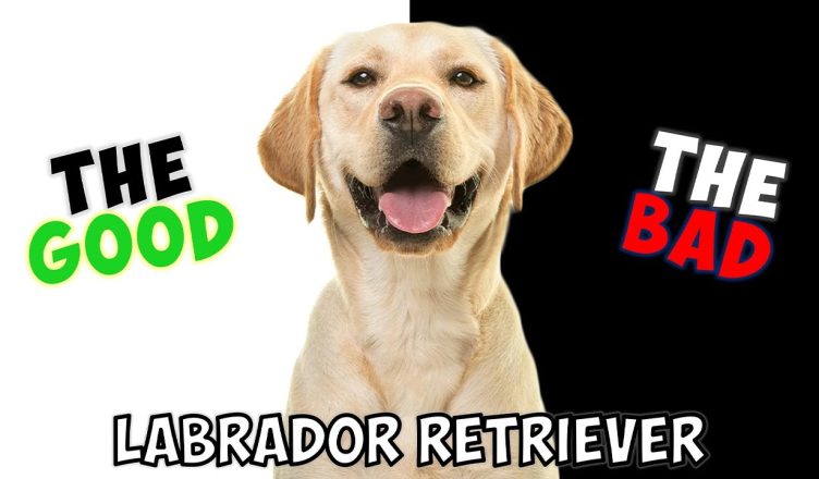 Labrador Retriever – Pros and Cons of Owning One