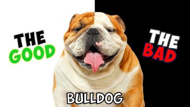 Bulldog – Must Know Pros And Cons of Owning One