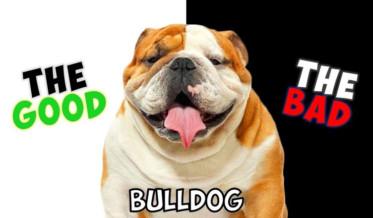 Bulldog – Must Know Pros And Cons of Owning One