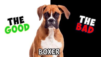 Boxer – Pros and Cons of Owning One