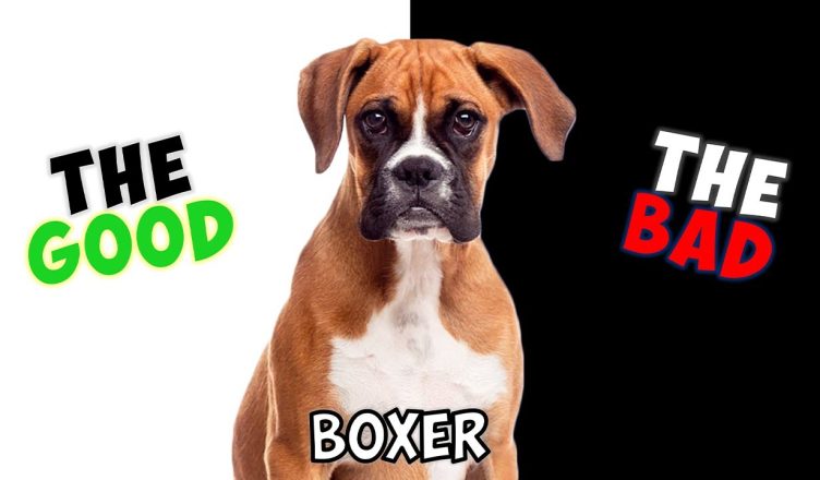 Boxer – Pros and Cons of Owning One
