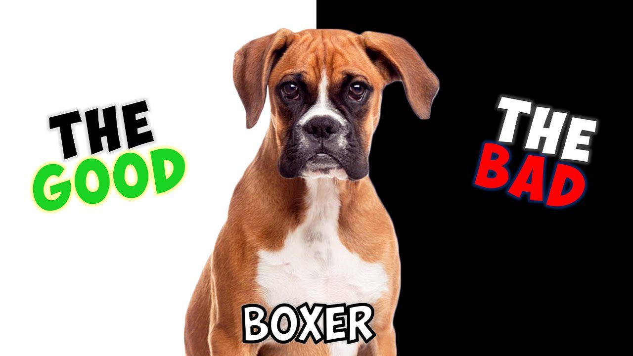 Boxer Pros and Cons of Owning One
