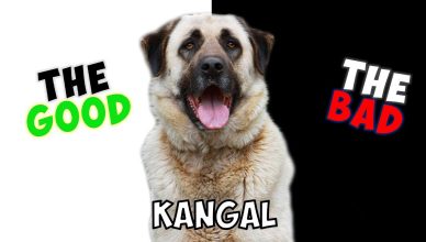 Kangal Shepherd – Pros and Cons of Owning One