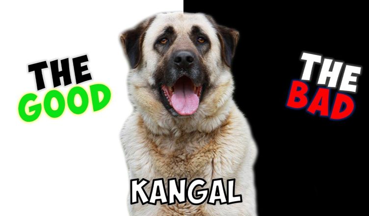 Kangal Shepherd – Pros and Cons of Owning One