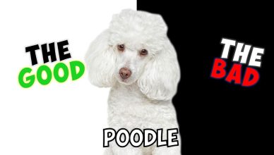 Poodle – Pros and Cons of Owning One