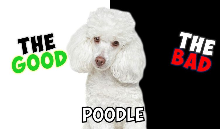 Poodle – Pros and Cons of Owning One