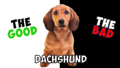 Dachshund – Pros and Cons of Owning One