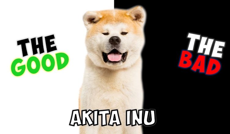 Akita – Pros and Cons of Owning One