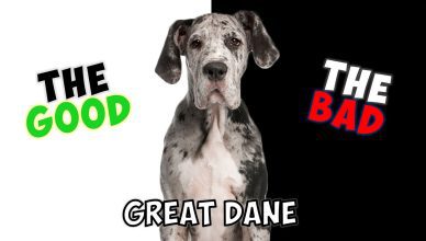 Great Dane – Pros and Cons of Owning One