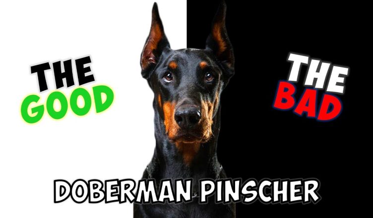 Doberman Pinscher – Pros and Cons of Owning One