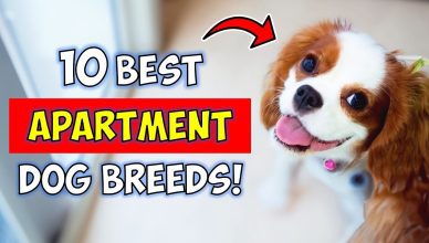Top 10 Best Apartment Dog Breeds