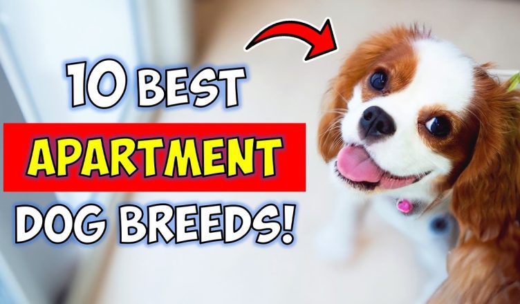 Top 10 Best Apartment Dog Breeds