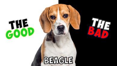 Beagle – Pros And Cons of Owning One