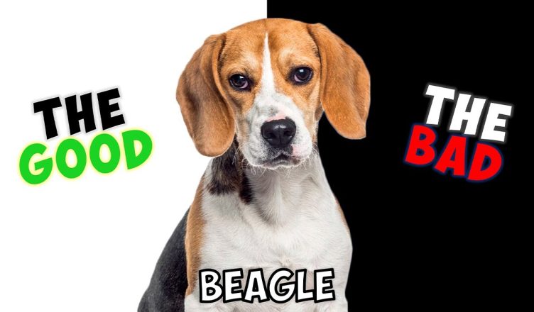 Beagle – Pros And Cons of Owning One
