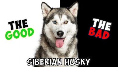 Siberian Husky – Pros and Cons of Owning One
