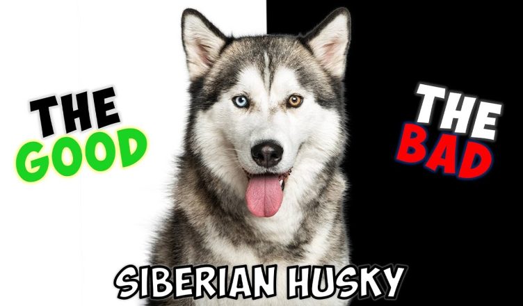 Siberian Husky – Pros and Cons of Owning One