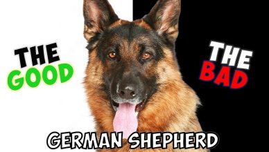 German Shepherd: Pros and Cons Of Owning One