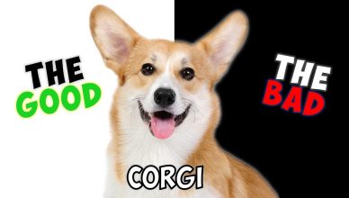 Corgi – Pros and Cons of Owning One