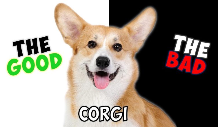Corgi – Pros and Cons of Owning One