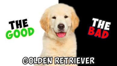 Golden Retriever: Pros and Cons of Owning One