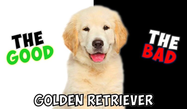 Golden Retriever: Pros and Cons of Owning One