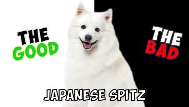 Japanese Spitz – Pros and Cons of Owning One