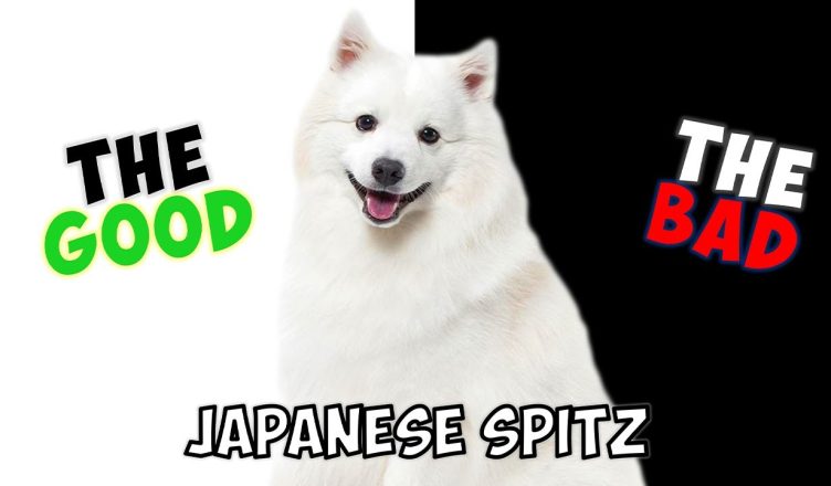 Japanese Spitz – Pros and Cons of Owning One