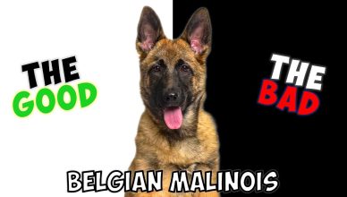 Belgian Malinois – Pros and Cons of Owning One
