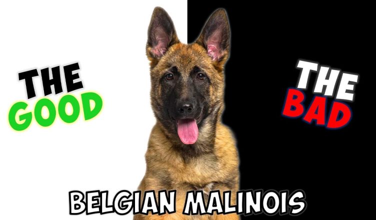 Belgian Malinois – Pros and Cons of Owning One