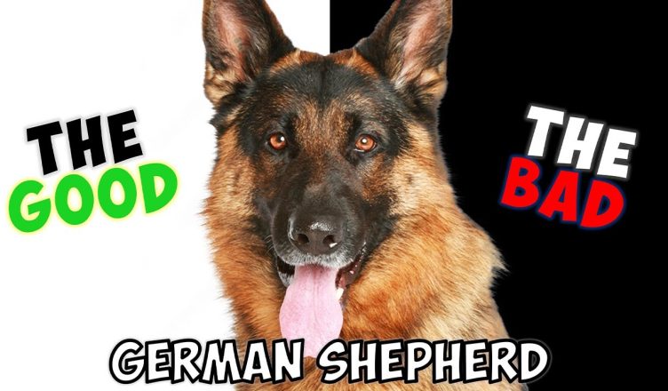 German Shepherd: Pros and Cons Of Owning One