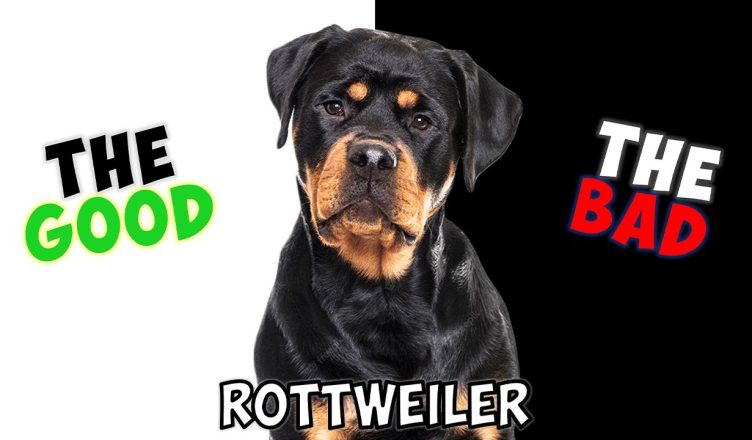 Rottweiler – Pros and Cons of Owning One