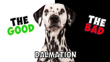 Dalmatian – Pros and Cons of Owning One