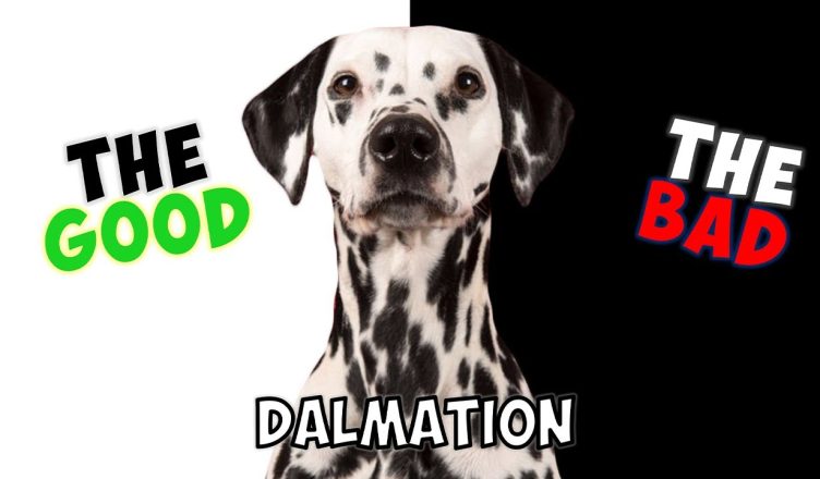 Dalmatian – Pros and Cons of Owning One