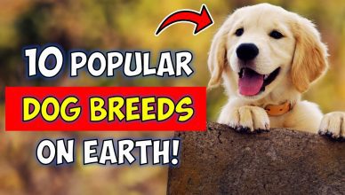 10 Most Popular Dog Breeds in the World