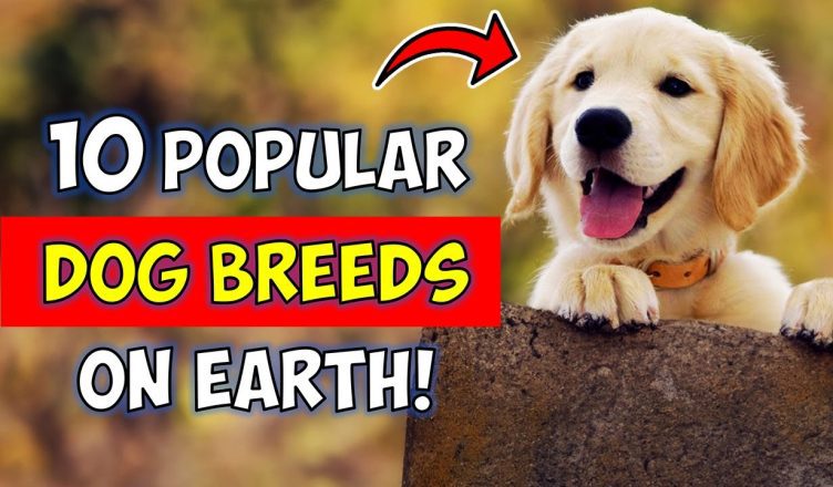 10 Most Popular Dog Breeds in the World