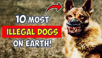 10 Most Illegal Dog Breeds in the World