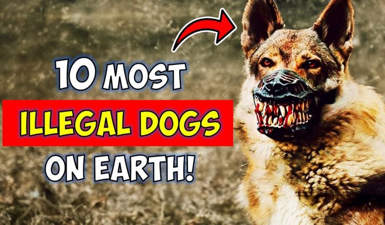 10 Most Illegal Dog Breeds in the World