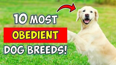 10 Most Obedient Dog Breeds