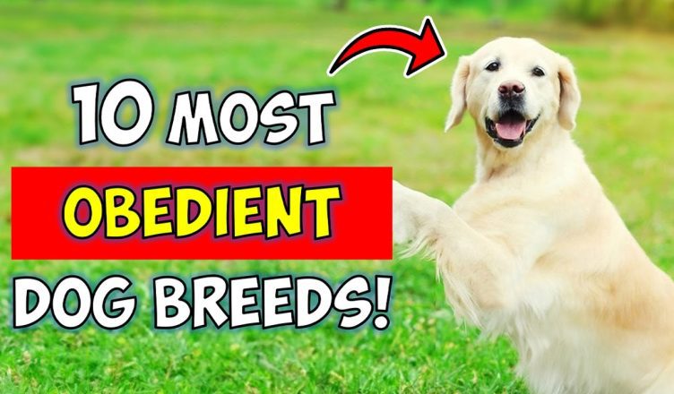 10 Most Obedient Dog Breeds