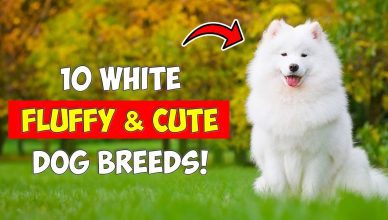 10 White Fluffy Dog Breeds
