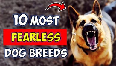 10 Most Fearless Dog Breeds