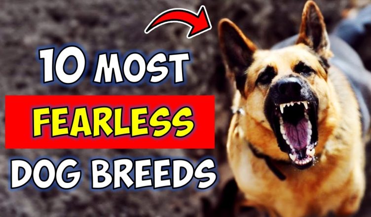 10 Most Fearless Dog Breeds