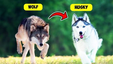 10 Dog Breeds Genetically Similar to Wolves