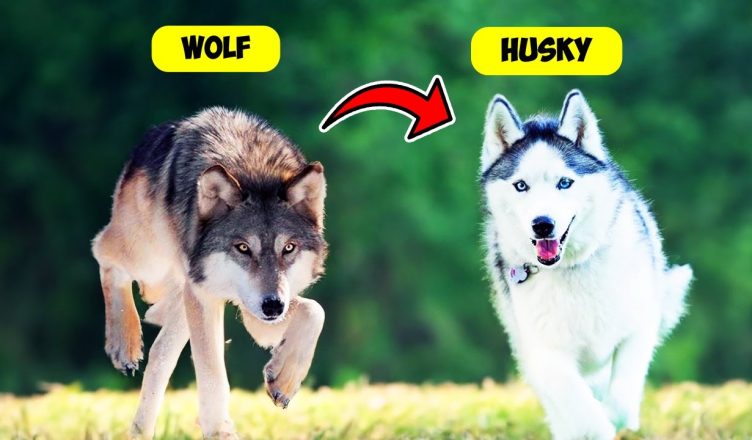 10 Dog Breeds Genetically Similar to Wolves